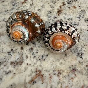Polished African Turbo Shells